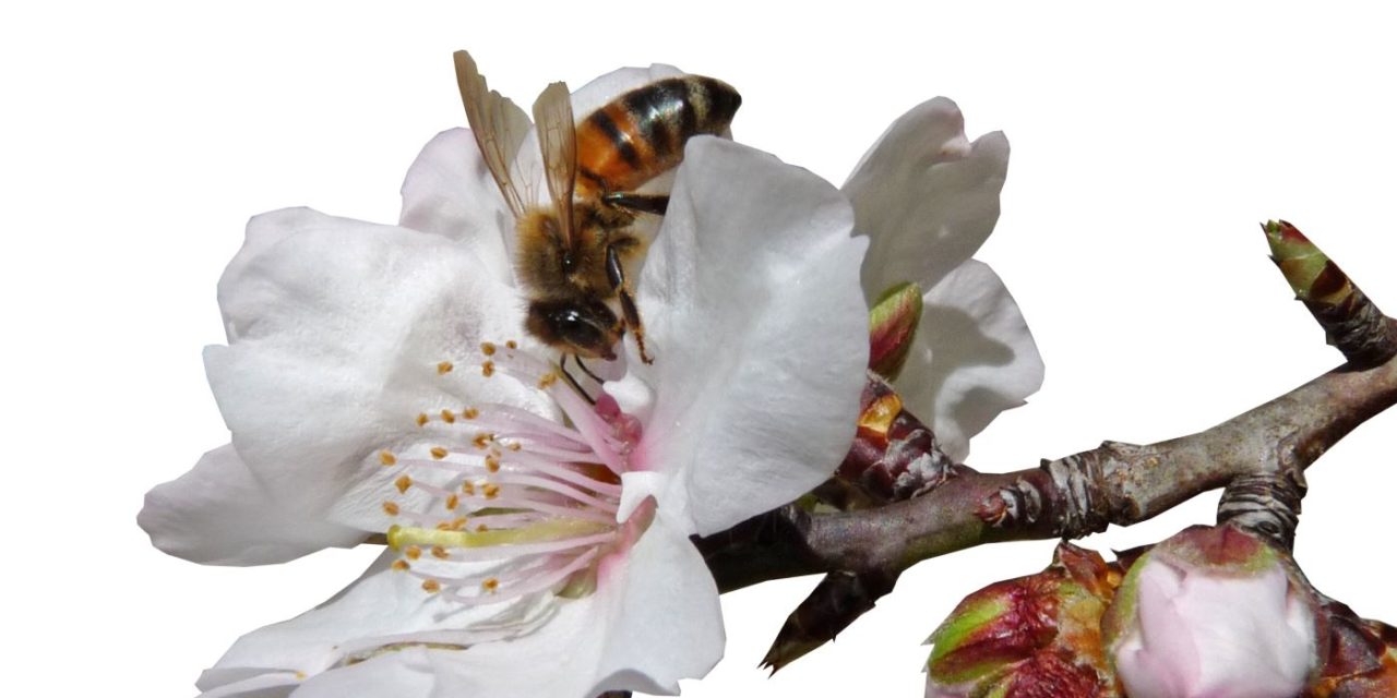 “Wer Bienen retten will, sollte Bio Produkte kaufen”