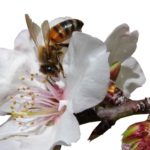 “Wer Bienen retten will, sollte Bio Produkte kaufen”