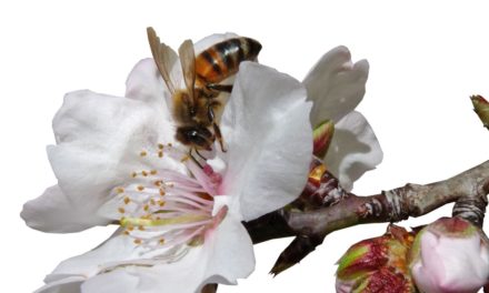 “Wer Bienen retten will, sollte Bio Produkte kaufen”