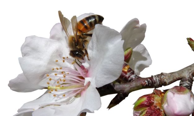 „Wer Bienen retten will, sollte Bio Produkte kaufen“