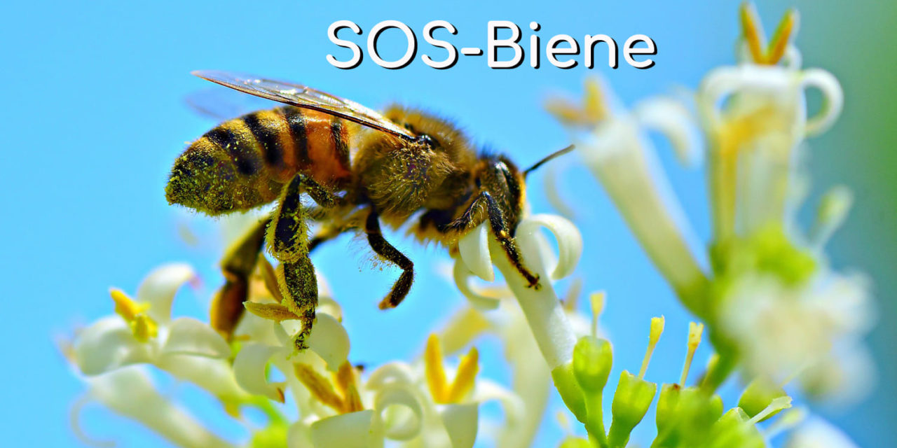 SOS Biene – Rettet die Bienen vor dem Bienensterben