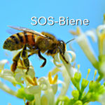 SOS Bee - Red de bijen van bijensterfte