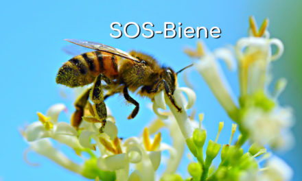 SOS Biene – Rettet die Bienen vor dem Bienensterben