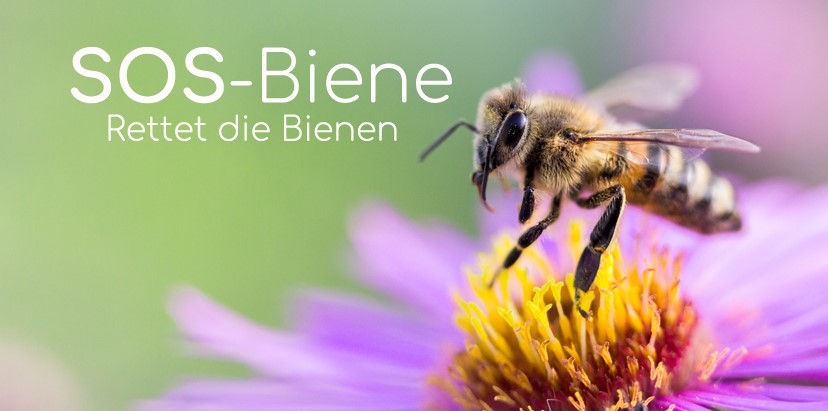 Die Biene wurde zum wichtigsten Lebewesen auf dem Planeten erklärt. 1