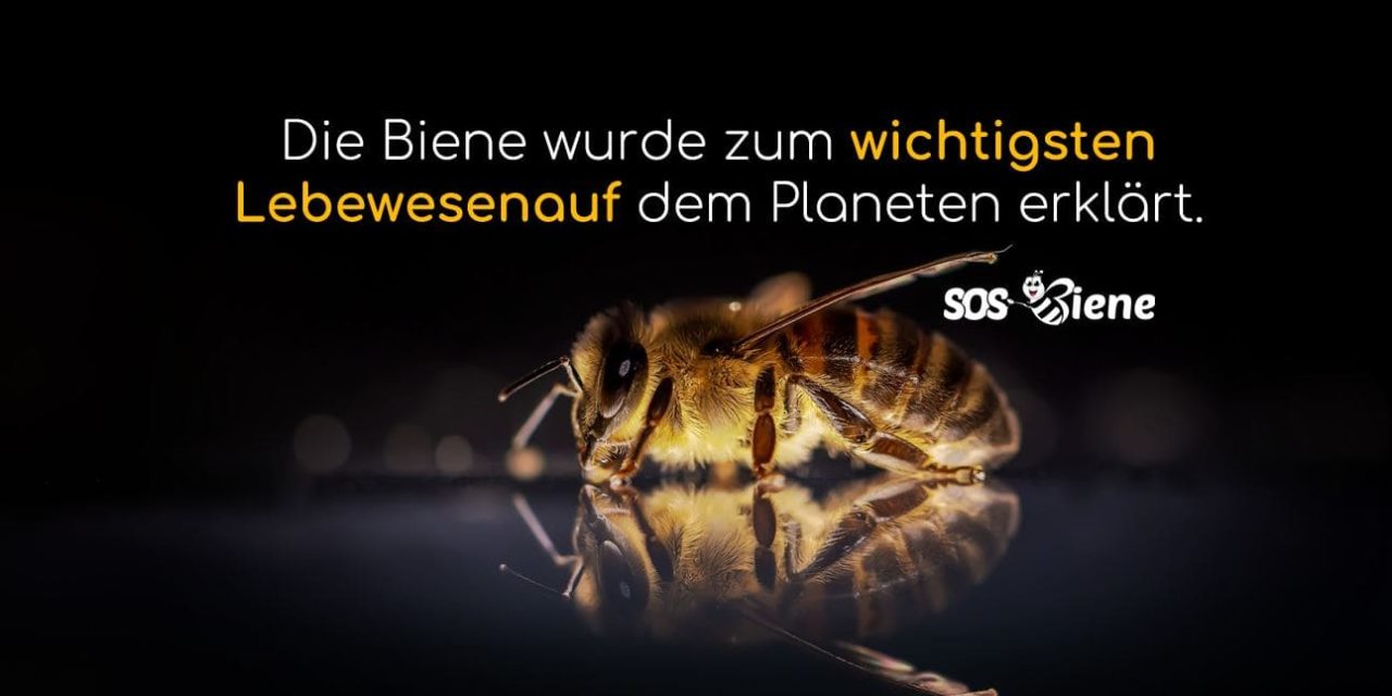 Die Biene wurde zum wichtigsten Lebewesen auf dem Planeten erklärt.