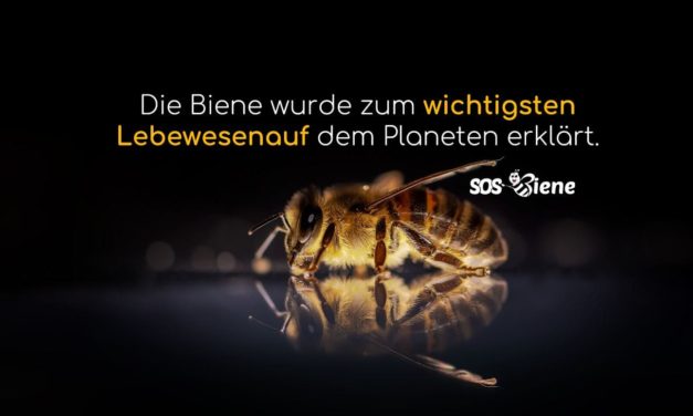 Die Biene wurde zum wichtigsten Lebewesen auf dem Planeten erklärt.