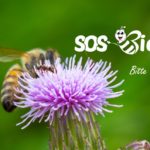 Frankreich ist das erste Land in Europa, das alle Pestizide verbietet, die Bienen töten