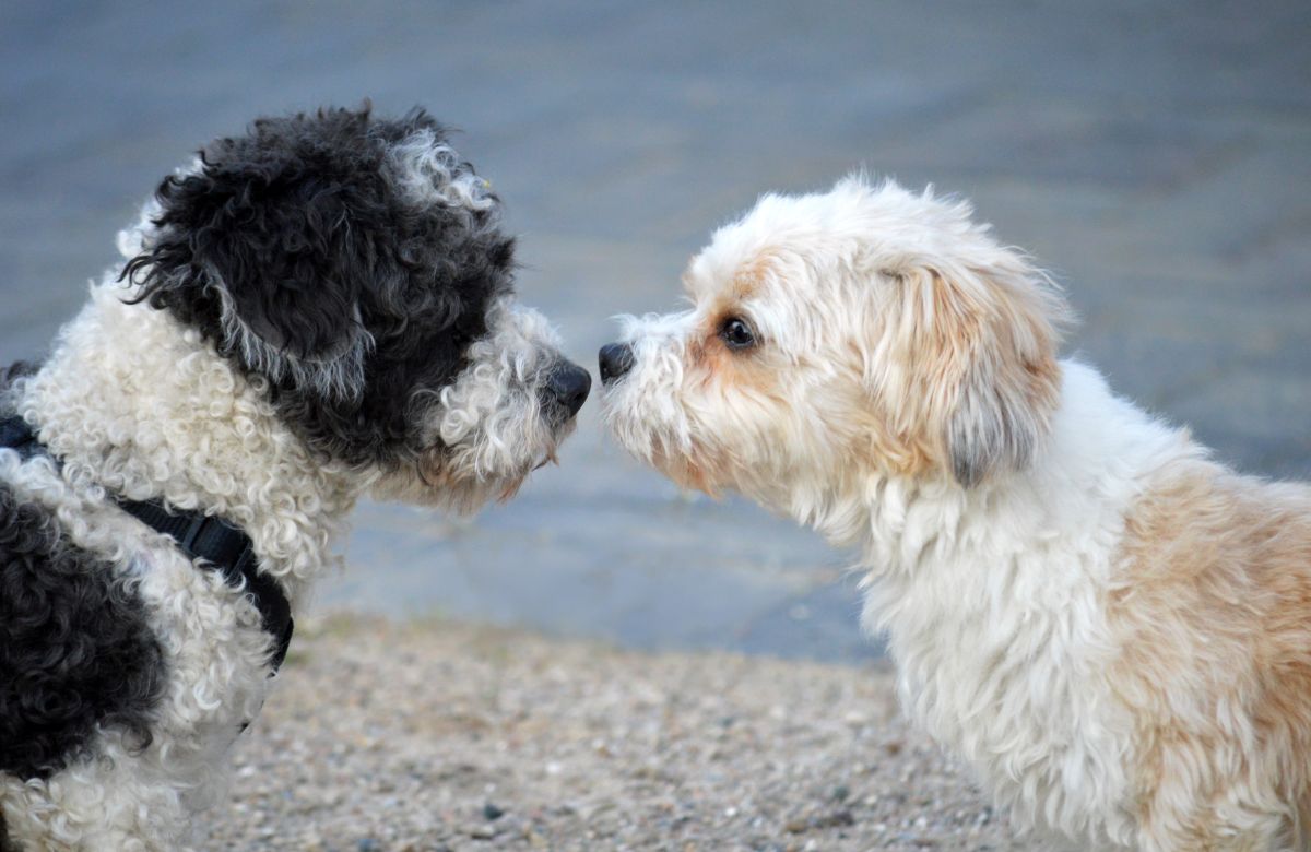 Bolonka Zwetna: die wichtigsten Vorteile dieser Hunderasse 1